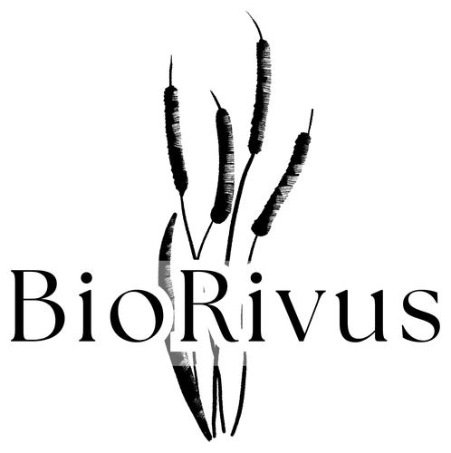 BioRivus — logo z motywem roślin wodnych